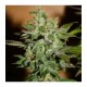 AUTOMATIC KID * BCN SEEDS 1 SEME FEM 