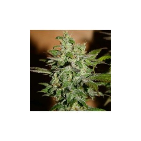 AUTOMATIC KID * BCN SEEDS 1 SEME FEM 