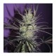 FRUTY M. MASS * BCN SEEDS 1 SEME FEM 