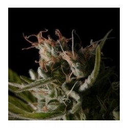 STICKY WONDER * BCN SEEDS 1 SEME FEM