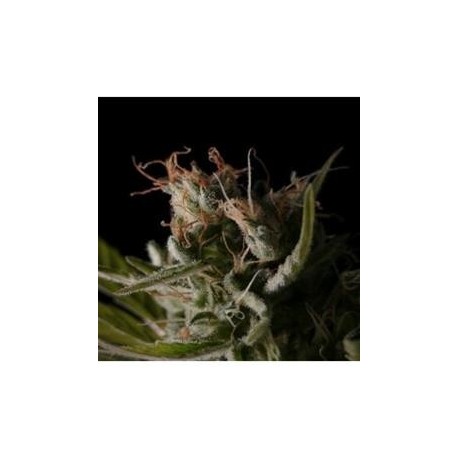 STICKY WONDER * BCN SEEDS 1 SEME FEM