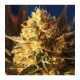 BLIN BLING HAZE * BCN SEEDS 3 SEMI FEM 