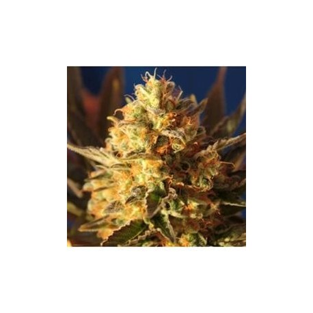 BLIN BLING HAZE * BCN SEEDS 3 SEMI FEM 