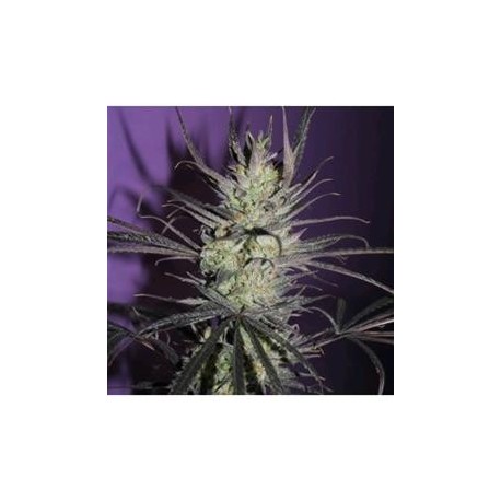 FRUTY M. MASS * BCN SEEDS 3 SEMI FEM 