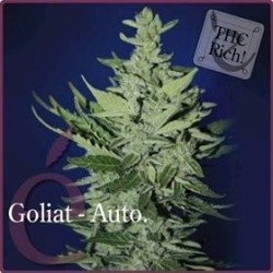 GOLIAT AUTOFIORENTE * ELITE SEEDS 3 SEMI FEM 