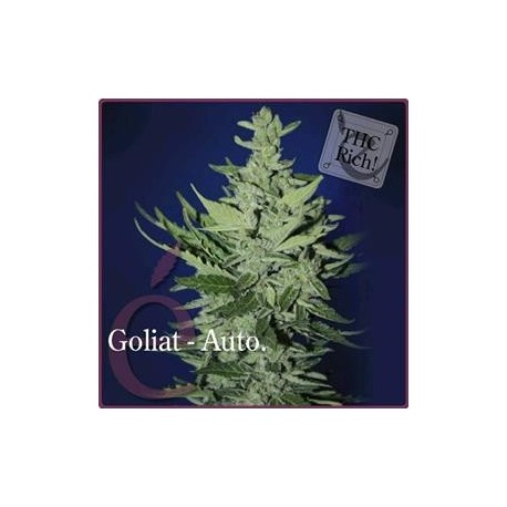 GOLIAT AUTOFIORENTE * ELITE SEEDS 3 SEMI FEM 