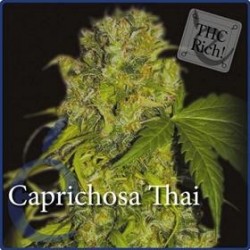 CAPRICHOSA THAI * ELITE SEEDS 3 SEMI FEM 