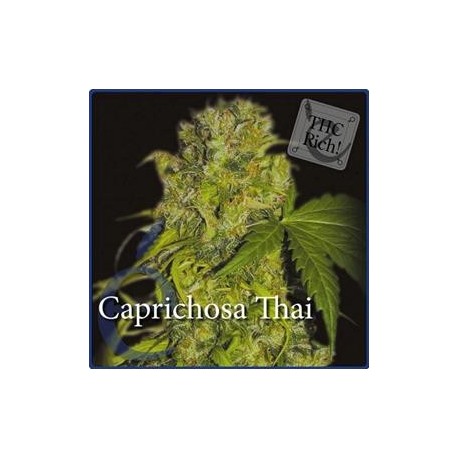 CAPRICHOSA THAI * ELITE SEEDS 3 SEMI FEM 