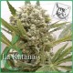 LA KATANA * ELITE SEEDS 7 SEMI FEM 