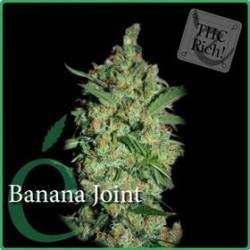 BANANA JOINT * ELITE SEEDS 7 SEMI FEM 