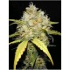 CRITICAL GANJA * MAKKA SEEDS 3 SEMI FEM