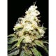 WACKY WIDOW * MAKKA SEEDS 5 SEMI FEM