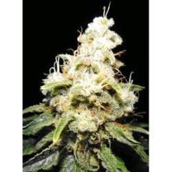 WACKY WIDOW * MAKKA SEEDS 5 SEMI FEM