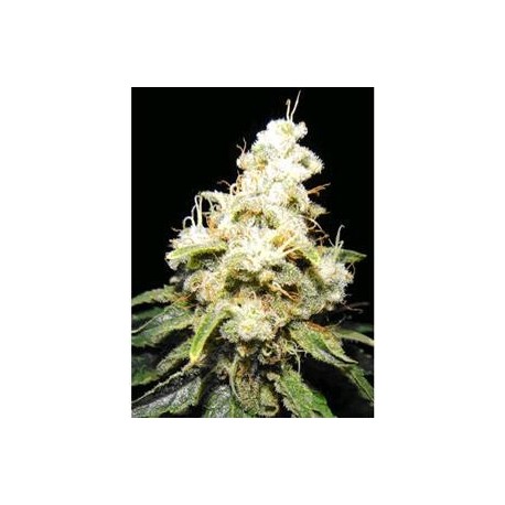 WACKY WIDOW * MAKKA SEEDS 5 SEMI FEM