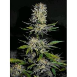 HOUCHIE HOUCHIE KUSH * MAKKA SEEDS 1 SEME FEM 