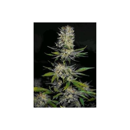 HOUCHIE HOUCHIE KUSH * MAKKA SEEDS 1 SEME FEM 