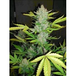 AUTO BLUEBERRY KUSH* MAKKA SEEDS 5 SEMI FEM