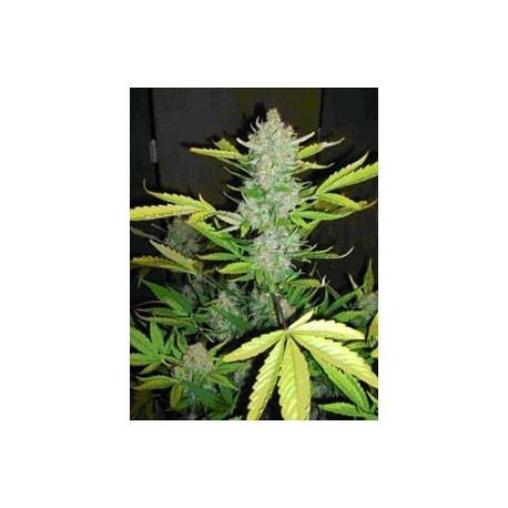 AUTO BLUEBERRY KUSH* MAKKA SEEDS 5 SEMI FEM