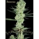 AMNESIA * SUPER STRAINS SEEDS FEMINIZED 1 SEME