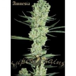 AMNESIA * SUPER STRAINS SEEDS FEMINIZED 1 SEME