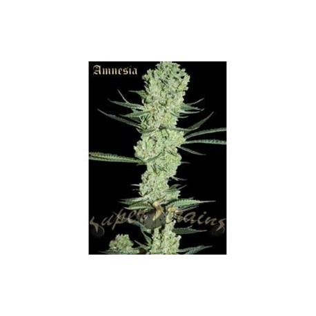 AMNESIA * SUPER STRAINS SEEDS FEMINIZED 1 SEME