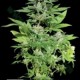 KERA CLASSIC WHITE WIDOW * KERA SEEDS 5 SEMI FEM