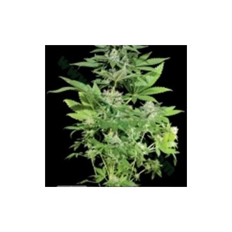 KERA CLASSIC WHITE WIDOW * KERA SEEDS 5 SEMI FEM