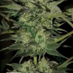 CRAZY BUD AUTO* KERA SEEDS AUTO 5 SEMI FEM