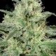 CRITICAL * KERA SEEDS CLASSIC 5 SEMI FEM