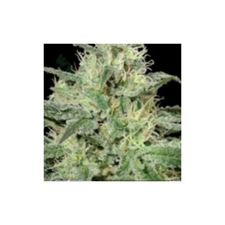 CRITICAL * KERA SEEDS CLASSIC 5 SEMI FEM