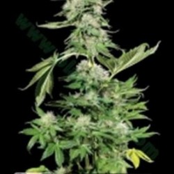 KERA NORTHERN LIGHT * KERA SEEDS CLASSIC 5 SEMI FEM