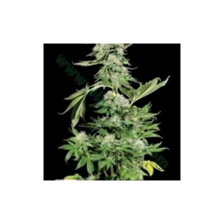 KERA NORTHERN LIGHT * KERA SEEDS CLASSIC 5 SEMI FEM