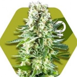 WHITE WIDOW XL * ZAMBEZA SEEDS 3 SEMI FEM