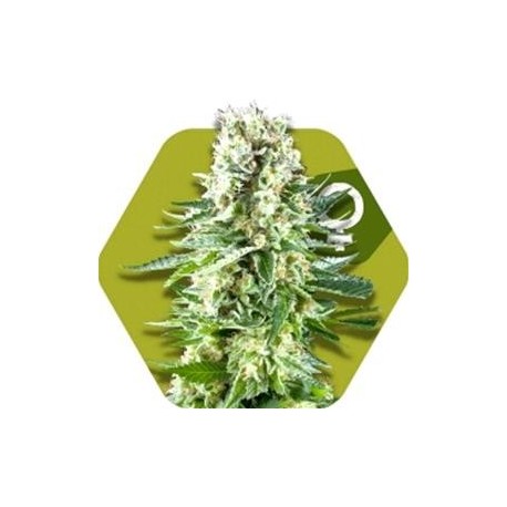 WHITE WIDOW XL * ZAMBEZA SEEDS 3 SEMI FEM