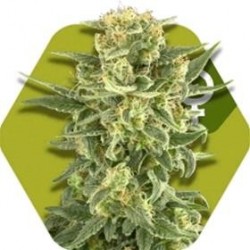 WHITE CHEESE FAST FLOWERING* ZAMBEZA SEEDS 3 SEMI FEM