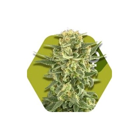 WHITE CHEESE FAST FLOWERING* ZAMBEZA SEEDS 3 SEMI FEM