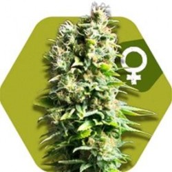 FRUIT JUICE * ZAMBEZA SEEDS 5 SEMI FEM