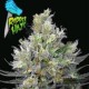 RIPPER HAZE * RIPPER SEEDS 1 SEME FEM 