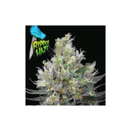 RIPPER HAZE * RIPPER SEEDS 1 SEME FEM 