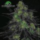 BLACKVALLEY * RIPPER SEEDS 1 SEME FEM 