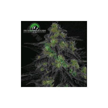 BLACKVALLEY * RIPPER SEEDS 1 SEME FEM 