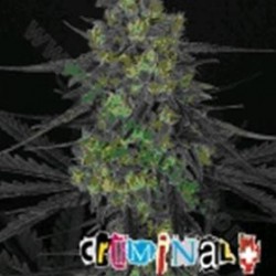 CRIMINAL * RIPPER SEEDS 1 SEME FEM