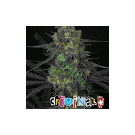 CRIMINAL * RIPPER SEEDS 1 SEME FEM