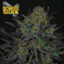 DOUBLE GLOCK * RIPPER SEEDS 1 SEME FEM 