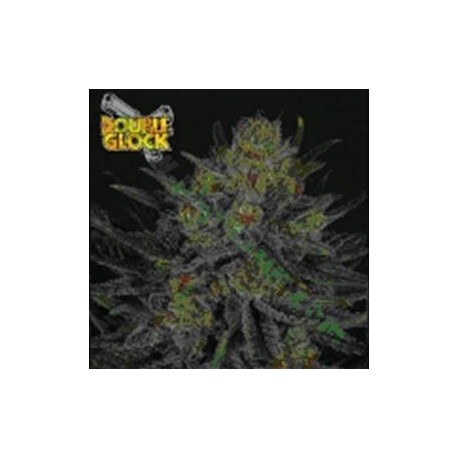 DOUBLE GLOCK * RIPPER SEEDS 1 SEME FEM 