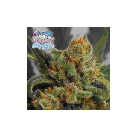 GRAPEGUM* RIPPER SEEDS 1 SEME FEM 