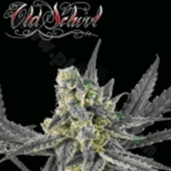 OLD SCHOOL * RIPPER SEEDS 1 SEME FEM