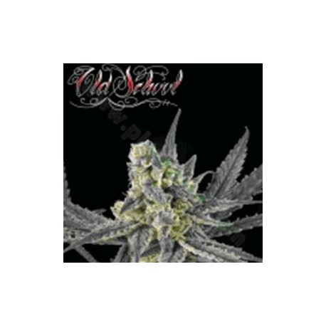 OLD SCHOOL * RIPPER SEEDS 3 SEMI FEM 