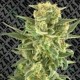 WHITE CHEESE FAST FLOWERING * ZAMBEZA SEEDS 5 SEMI FEM