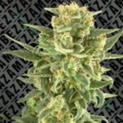 WHITE CHEESE FAST FLOWERING * ZAMBEZA SEEDS 10 SEMI FEM